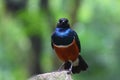 Angry looking African Superb Starling