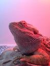 Angry Looking Bearded Dragon Royalty Free Stock Photo