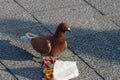 Angry looking brown pigeon next to belgian waffle