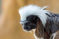 Angry looking Cotton-headed tamarin