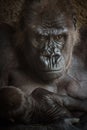 Angry-looking Gorilla with a baby Royalty Free Stock Photo