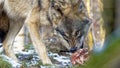 Angry looking gray wolf tearing meat off a spine