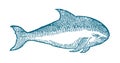 Angry looking harbour porpoise in profile view. Illustration