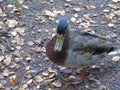 Angry looking lone duck sits amongst leaves on the banks of Loch Morlich near Aviemore