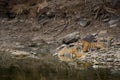 Angry looking mother bengal tiger and her cub with face expression and showing canines to stay away from waterhole at ranthambore Royalty Free Stock Photo