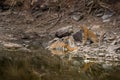 Angry looking mother bengal tiger and her cub with face expression and showing canines to stay away from waterhole at ranthambore Royalty Free Stock Photo