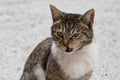 Angry looking stray cat, close-up photo Royalty Free Stock Photo