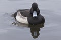 An angry looking Tufted Duck on the Cemetery Lake, Southampton Common