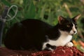 An angry looking tuxedo pet barn cat Royalty Free Stock Photo