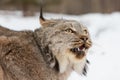 Angry lynx portrait