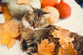 Angry Maine coon cat playing with autumn leaves, lying on rustic table with pumpkins. Thanksgiving or Halloween concept. Adorable