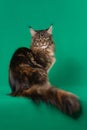 Angry Maine coon cat sitting on green background Royalty Free Stock Photo
