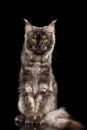 Angry Maine Coon Cat Sitting Isolated on Black Background Royalty Free Stock Photo