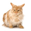 Angry maine coon cat standing on white background Royalty Free Stock Photo