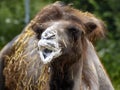angry male Bactrian camel, Camelus bactrianus, with foam at the mouth