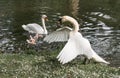 Angry male swan protecting its little cygnets