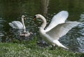 Angry male swan protecting its little cygnets