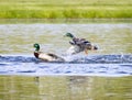 Angry Mallard Duck Launches At Competitor Royalty Free Stock Photo