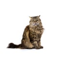 Angry meow cat Royalty Free Stock Photo