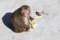 Angry monkey Royalty Free Stock Photo