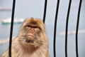 Angry Monkey