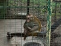 Angry Monkey in a Cage Royalty Free Stock Photo