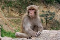 Angry monkey eating while sitting at the fence