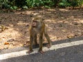 Angry looking monkey staying on road Royalty Free Stock Photo