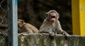 Angry monkey showing teeth in aggressive display on concrete wall Royalty Free Stock Photo