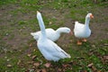 Angry moon-gooses Royalty Free Stock Photo