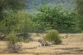 angry mother or female tiger showing anger with her face on playful cub in natural green scenic landscape of ranthambore national Royalty Free Stock Photo