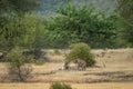 angry mother or female tiger showing anger with her face on playful cub in natural green scenic landscape of ranthambore national Royalty Free Stock Photo