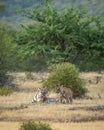 Angry mother wild female tiger showing anger on playful cub in natural green scenic landscape background at ranthambore national