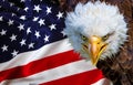 Angry north american bald eagle on american flag Royalty Free Stock Photo