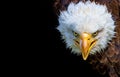 Angry north american bald eagle on black background Royalty Free Stock Photo