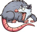 Angry opossum looking back and screaming Royalty Free Stock Photo