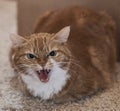 Angry orange cat hissing at camera