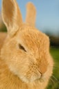 Angry orange domestic rabbit - close up