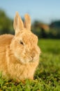 Angry orange rabbit - close up