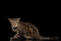 Angry Oriental Cat Lying and Looking in Camera, Black Isolated Royalty Free Stock Photo