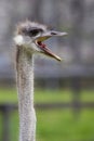 Angry Ostrich