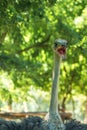 Angry ostrich with beak wide open