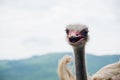 Angry Ostrich Close-up portrait, Close up ostrich head