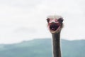 Angry Ostrich Close-up portrait, Close up ostrich head