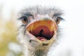 Angry Ostrich Close up portrait, Close up ostrich head Struthio camelus Royalty Free Stock Photo