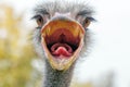 Angry Ostrich Close up portrait, Close up ostrich head Struthio camelus Royalty Free Stock Photo