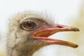 Angry Ostrich Close up portrait, Close up ostrich head Struthio camelus Royalty Free Stock Photo