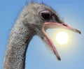 Angry Ostrich Close up portrait, Close up ostrich head eats sun
