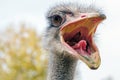Angry Ostrich Close up portrait, Close up ostrich head Struthio camelus