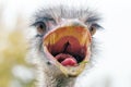 Angry Ostrich Close up portrait, Close up ostrich head Struthio camelus Royalty Free Stock Photo